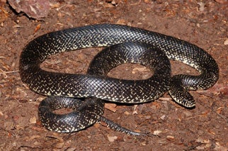 Black Kingsnake | Outdoor Alabama